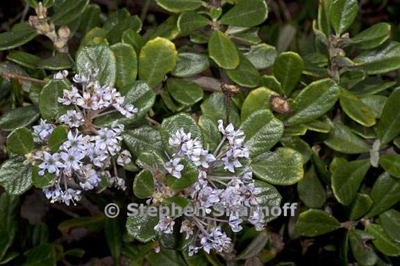 ceanothus maritimus 1 graphic